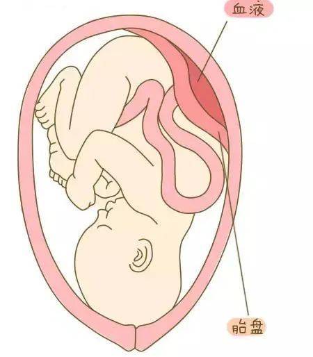 37周b超单孕周对照表图片