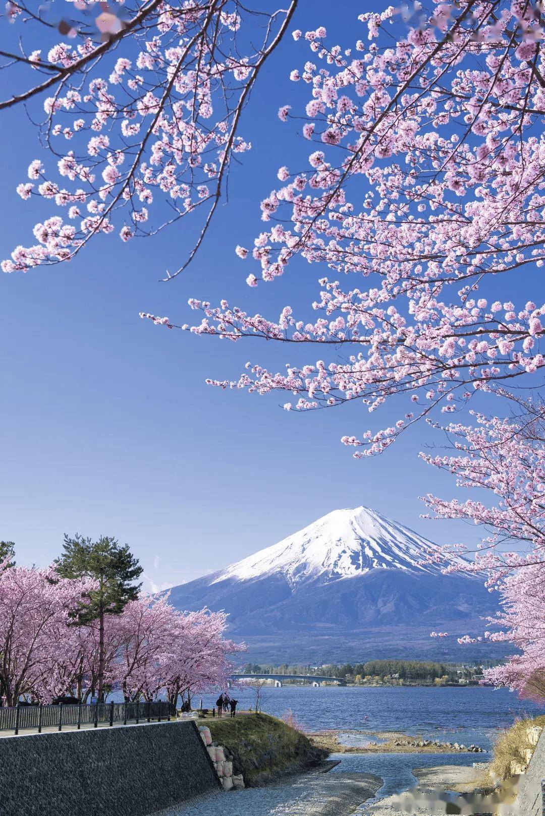 函馆(绝美夜景),旭山动物园,富良野#北海道自然人文:奈良公园(好多