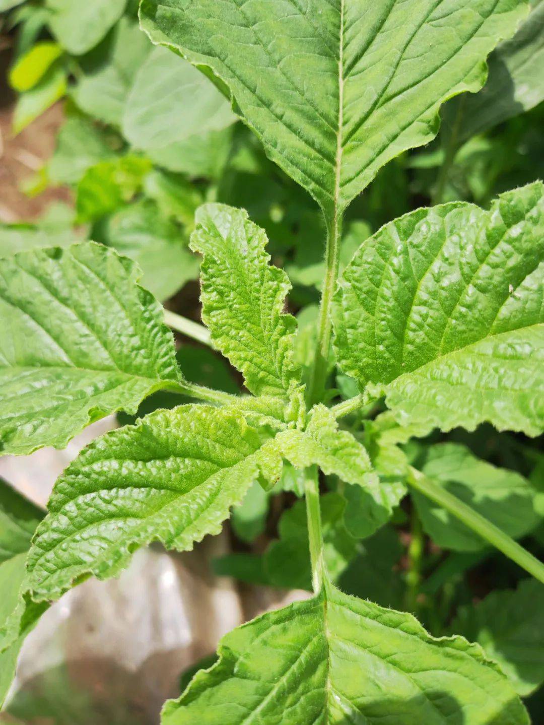农业外来入侵物种科普 | 植物篇(三)——“高端”野菜-反枝苋_危害_种子_农田