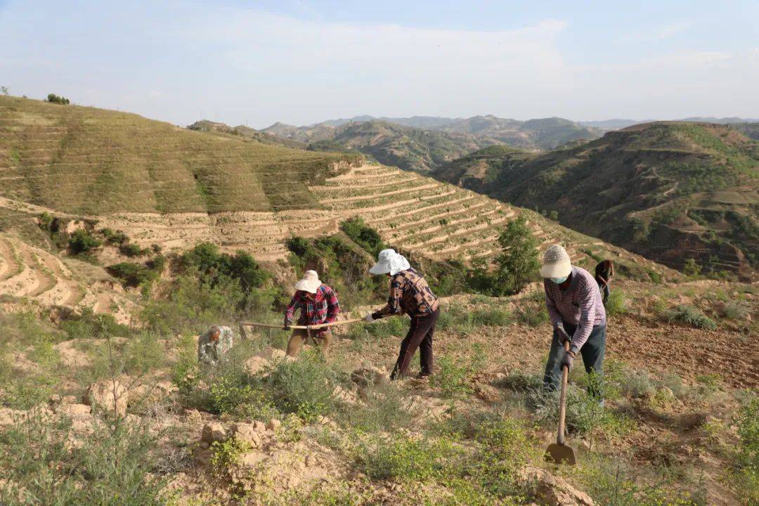 照亮石楼|返璞归"田":当"网红"回乡种起了酸枣_种植_曹大伟_技术
