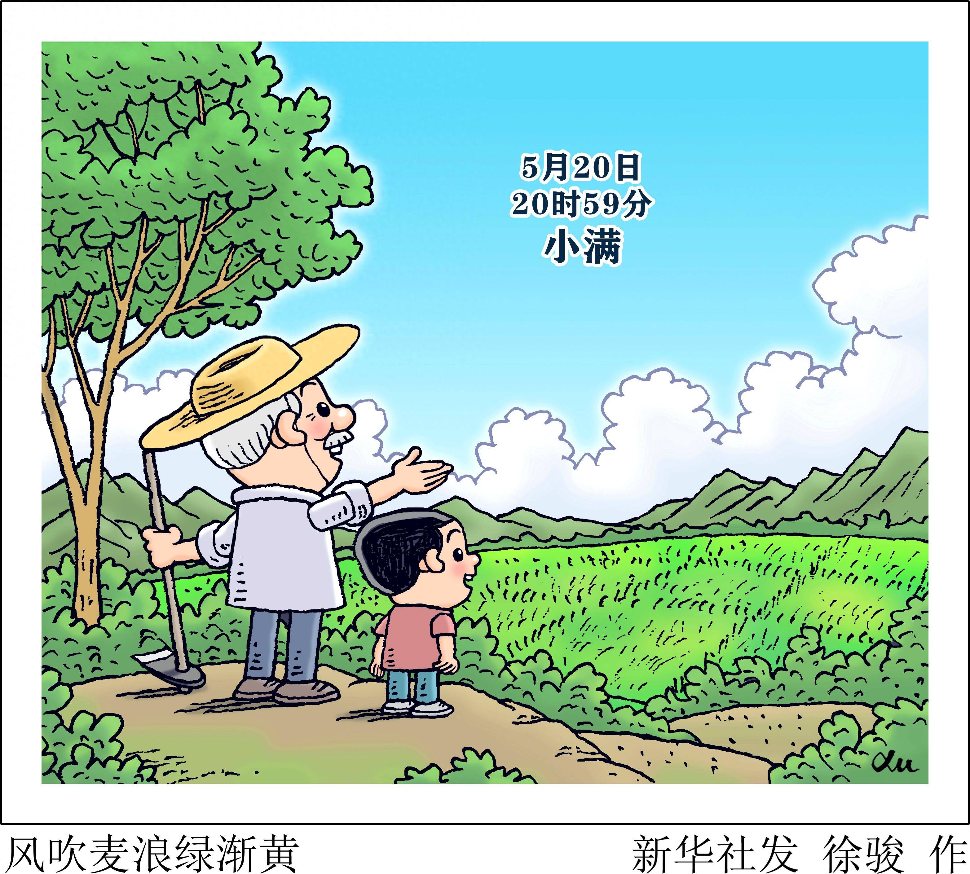 (图表·漫画)节令之美·小满|风吹麦浪绿渐黄