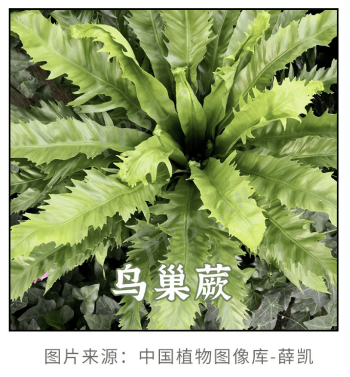 赶紧转发相亲相爱一家人→_植物_夜来香_后会
