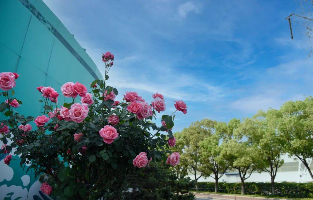 🌸【新澳门内部资料精准大全】🌸-“上海之夏”国际消费季浦东系列活动热力开启  第1张