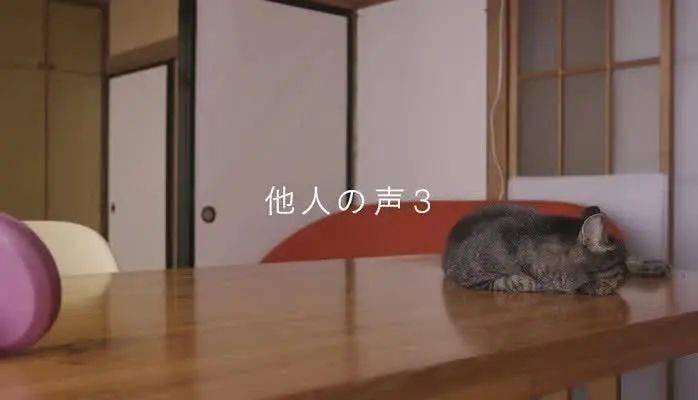 日本人做了这样一个实验…看完后都想养猫了!