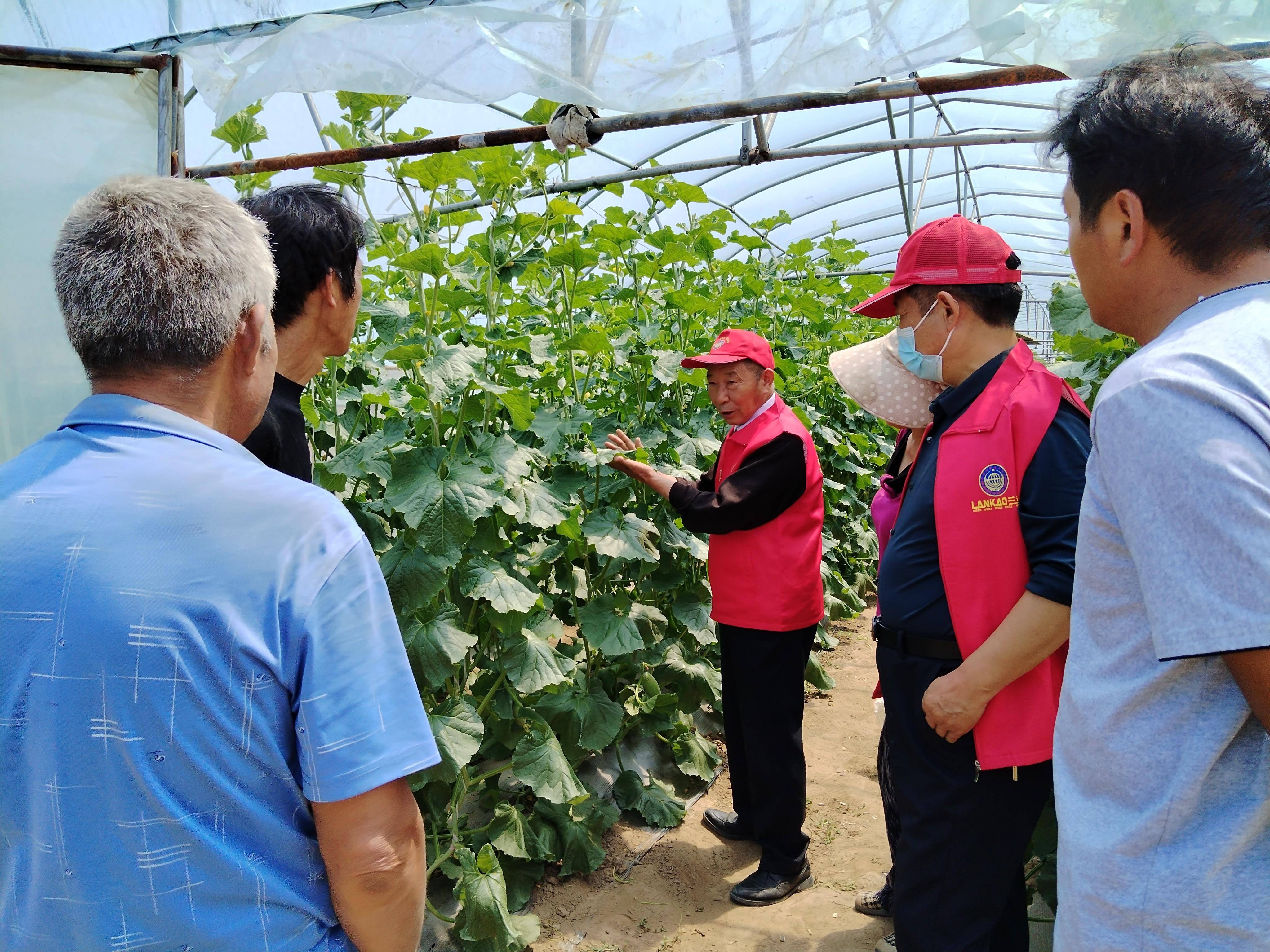 乡村振兴|兰考:科技进乡村 人才到一线