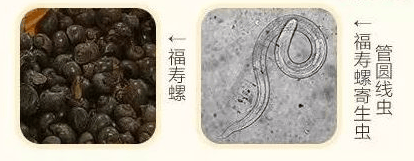 别吃!上饶多处已出现···_田螺_寄生虫_粉色