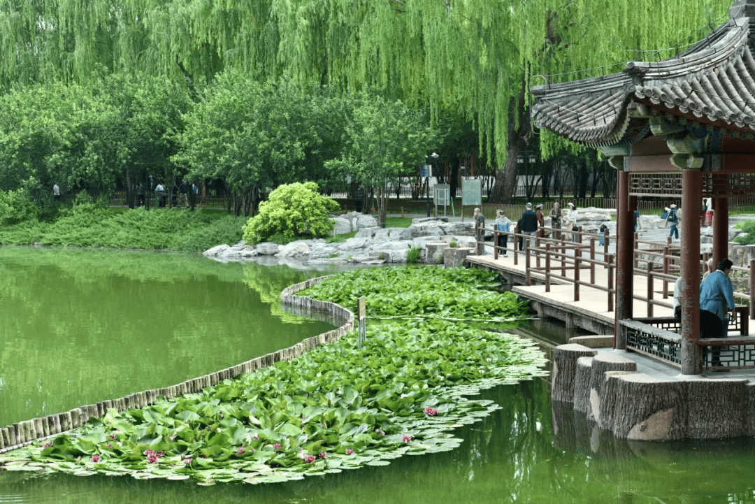 香山公园_品种_种植