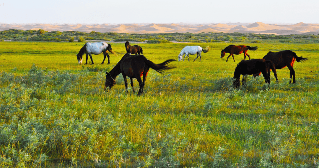 心之所往 向善而行丨今年"5·19",阿拉善"游"你才精彩~盟融媒体中心