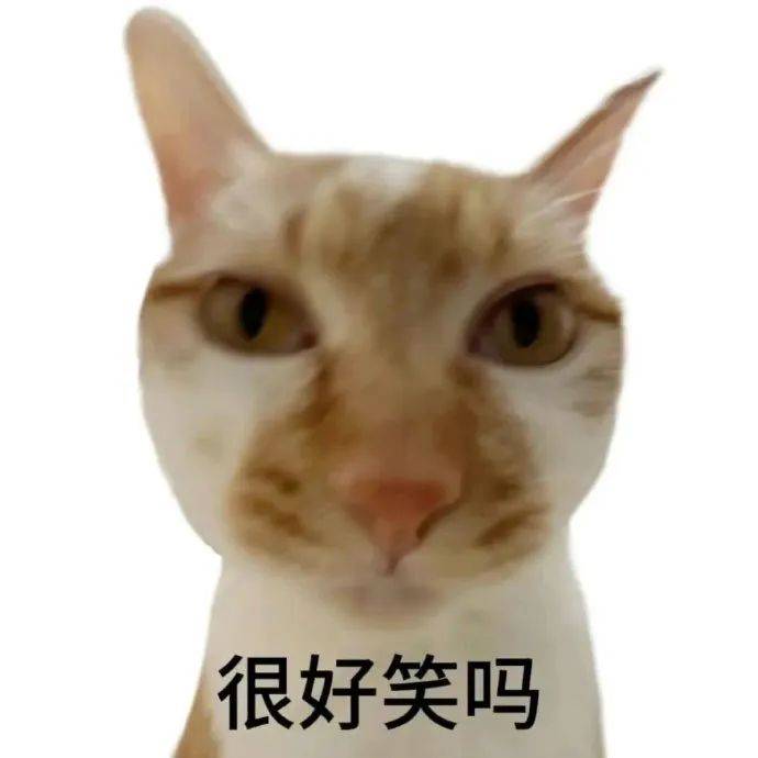 白底小猫表情包