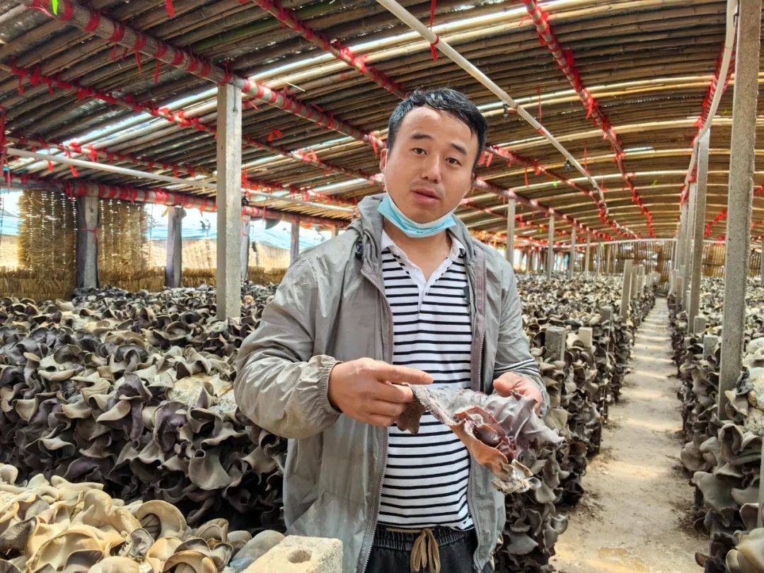 初夏好"丰"景!濮阳县胡状镇:毛木耳开出"致富花"