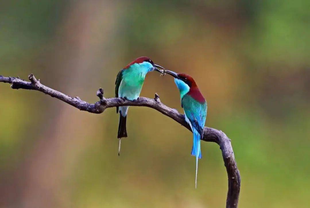 "中国最美小鸟"蓝喉蜂虎现身大悟