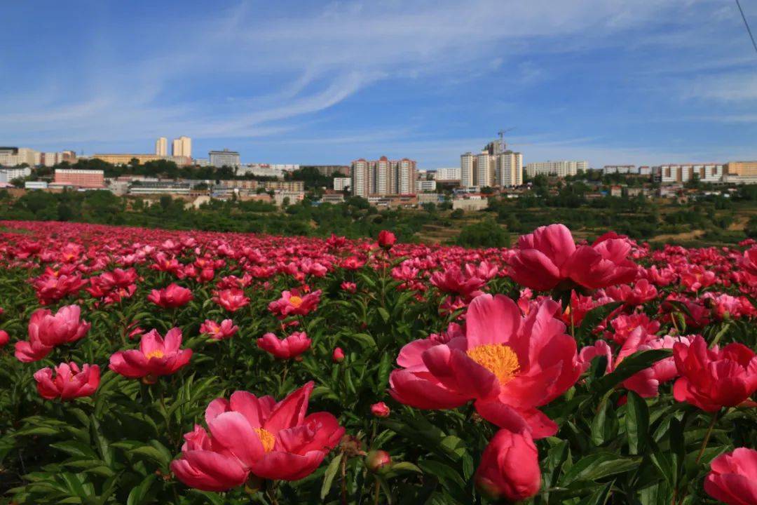 【中国气候宜居县·宜游篇】有一种风景叫人在画中游_花儿_生活_花海