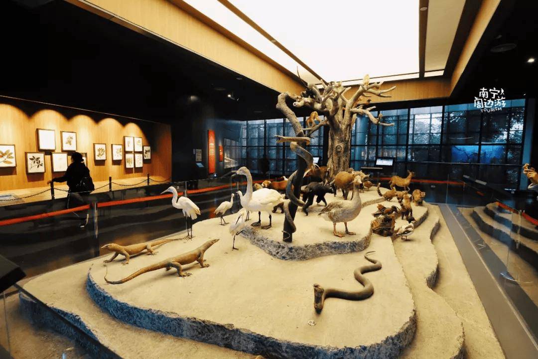 南宁新增一家国家一级博物馆,免费,地铁直达!