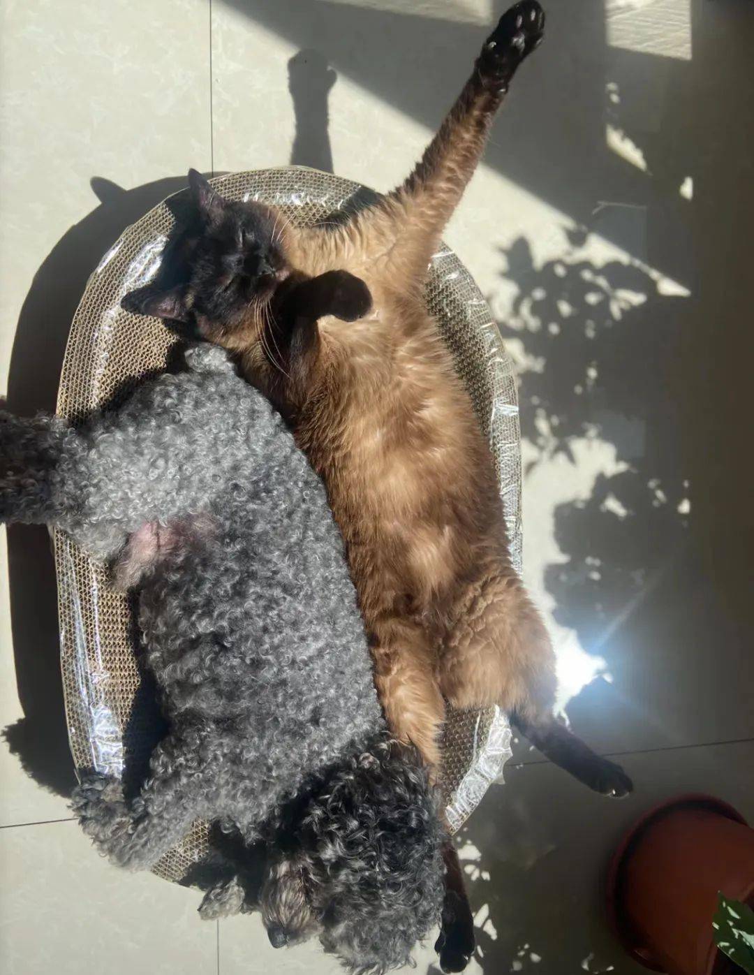 暹罗猫竟是猫届菲佣?真相是.