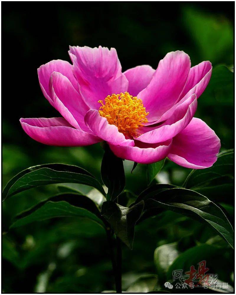 从摄影角度我更喜欢拍摄单瓣花,最主要的原因是单瓣花透光性强于重曝