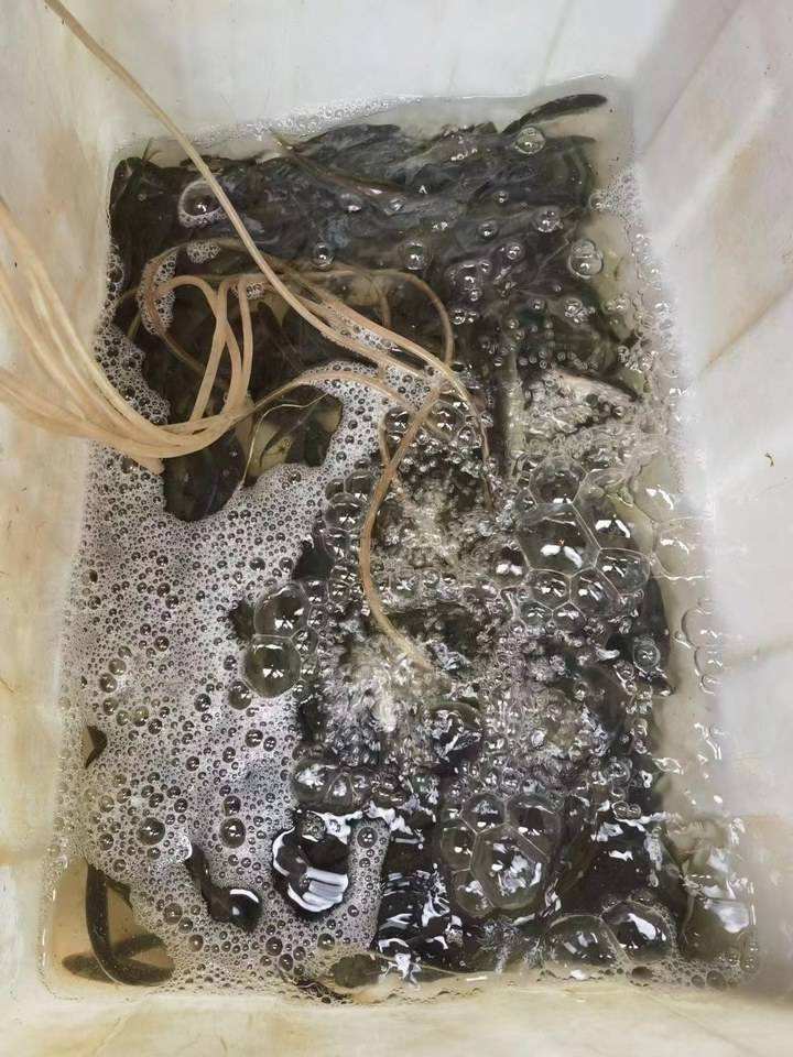 淡水石斑鱼多少钱一斤图片