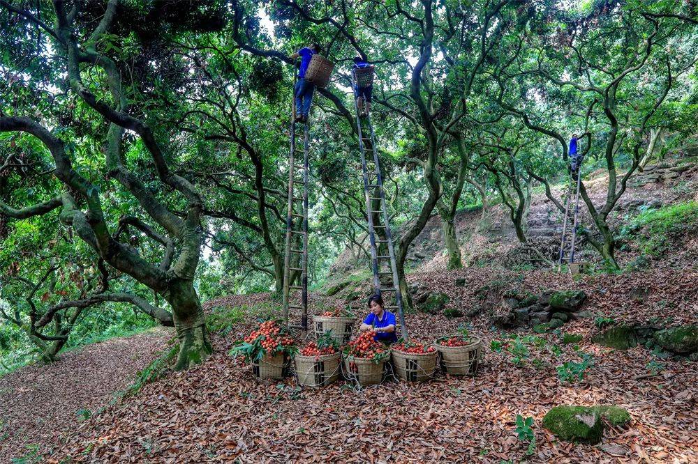 种植_四川_石刻