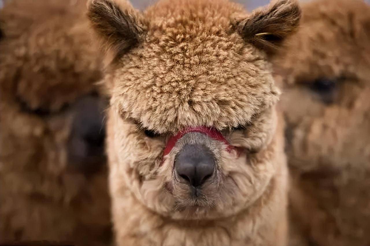 羊驼搞笑图片图片