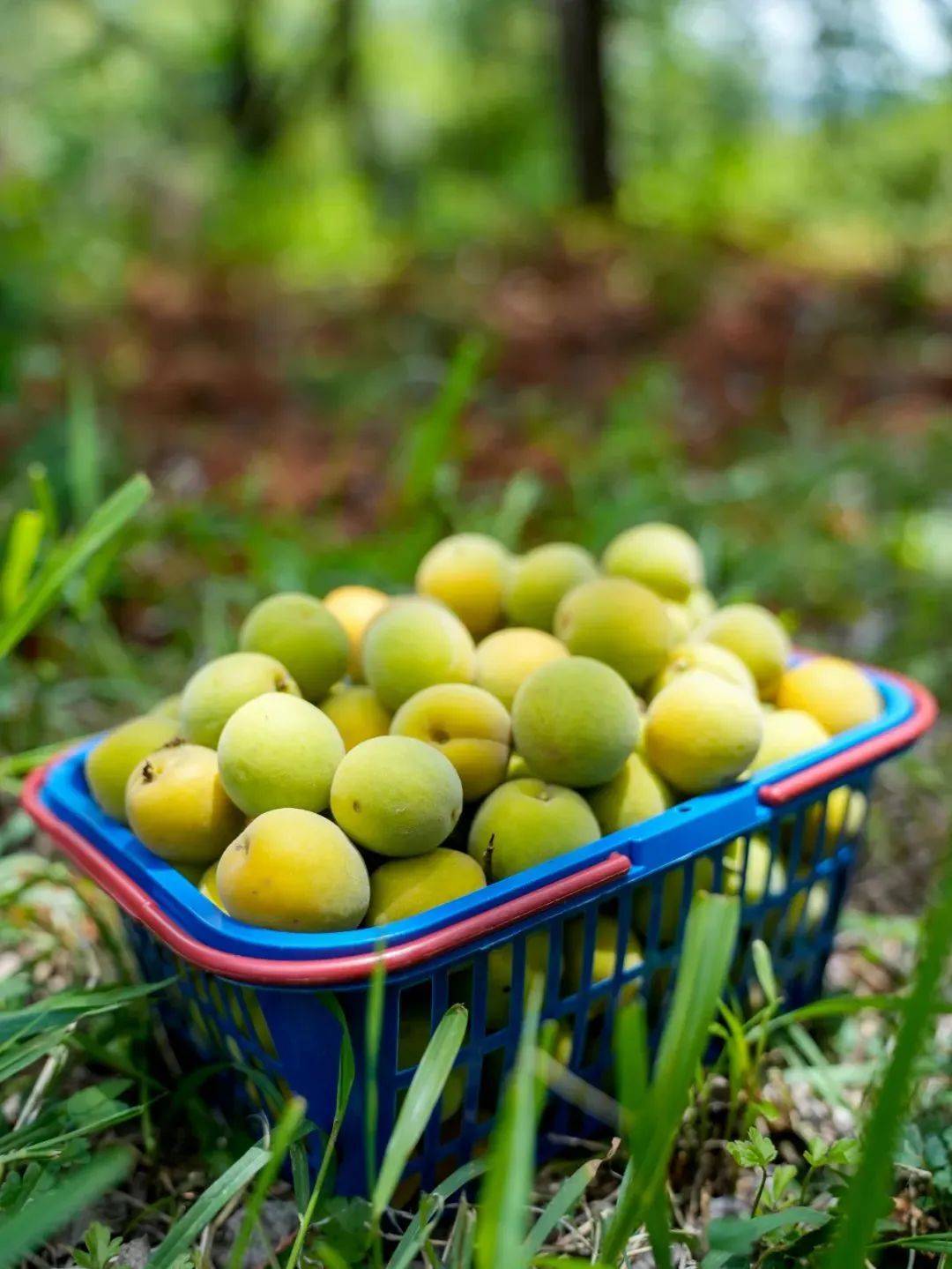 【小满·看大理】却把青梅嗅_洱源_梅子_雕梅