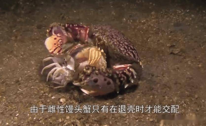 雄性馒头蟹,遇到危险抱上媳妇就跑?其实都是为了"囚禁"交配!