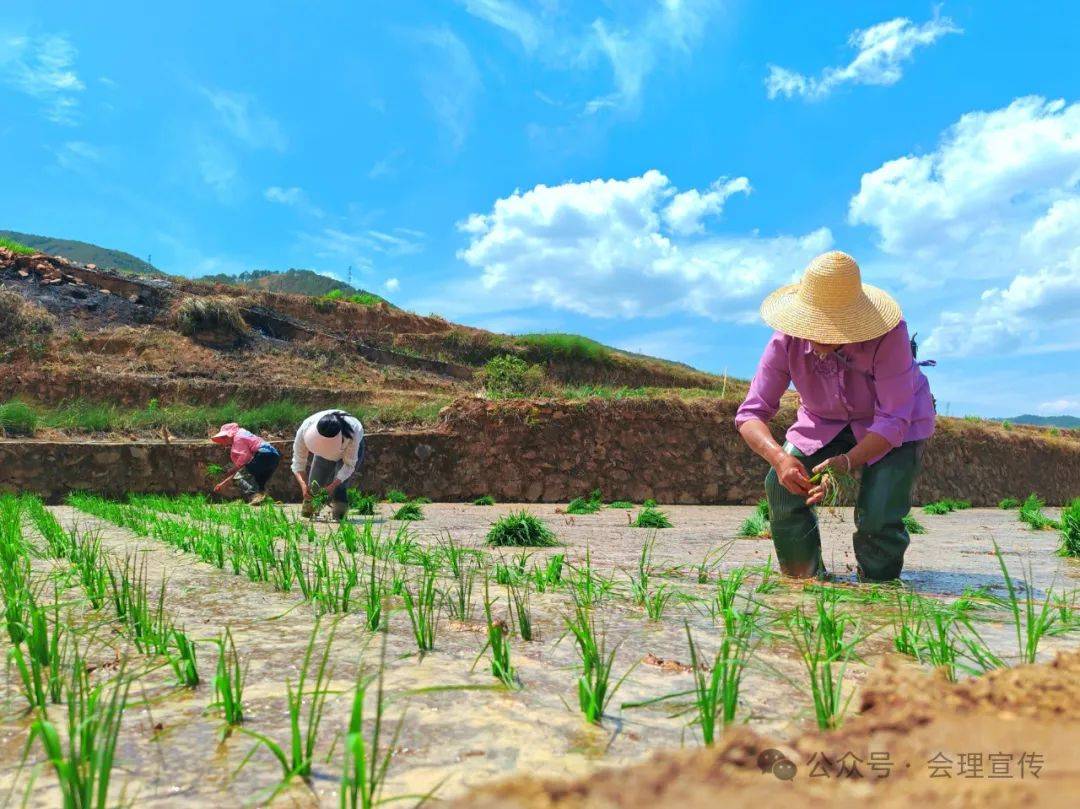 近两年,银坡村持续恢复水稻种植面积,在粮食生产方面大做文章,推动