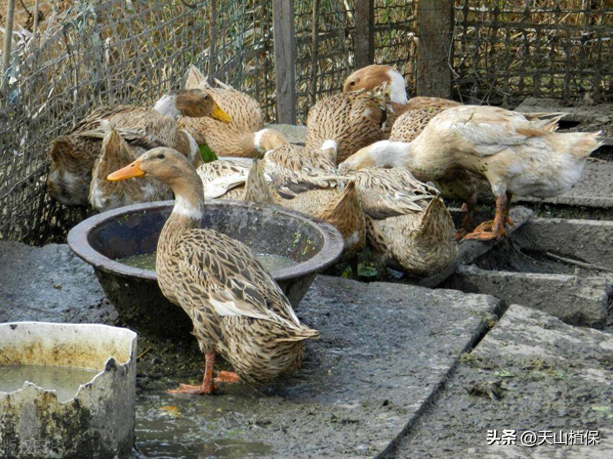 老鸭子养几年最营养