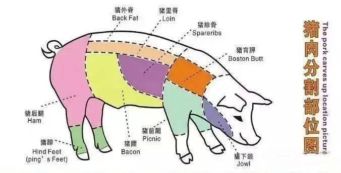 猪前胛位置图图片