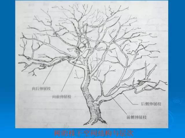 『干货』植物种植设计施工图