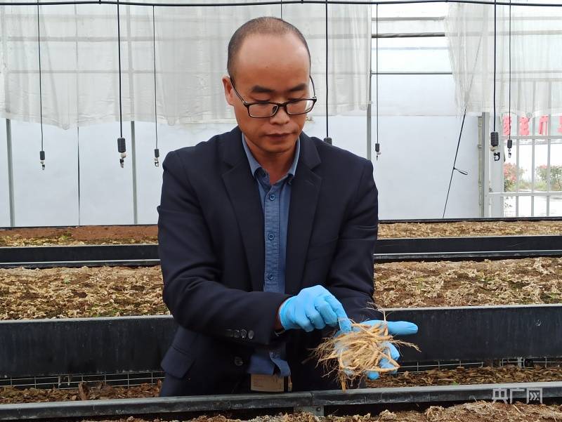 福建省柘荣县城郊乡,工程师正在育种基地查看太子参种苗生长情况(央广