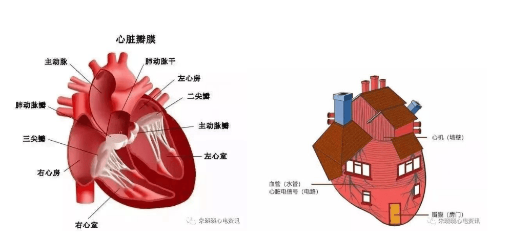 科普 心脏检查大不同