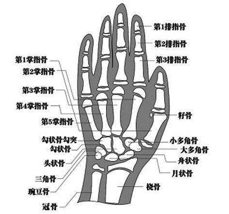 儿童手部骨骼发育图图片