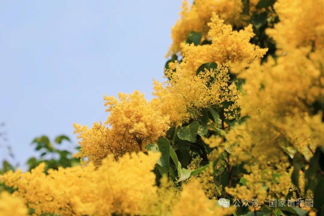 金落枝头 香飘初夏——金园丁香_植物园_进行_北京