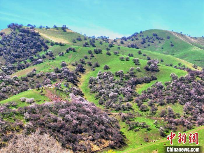 "颜值"变"产值" 新疆"赏花经济"有力助推乡村振兴_旅游_游客_杏花