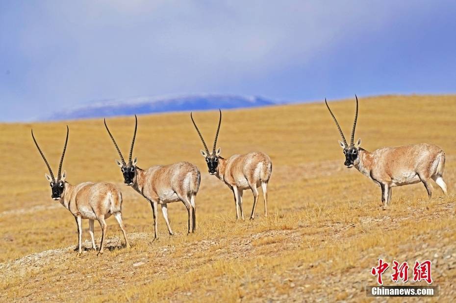 【国际生物多样性日特刊】 在国家公园里与“神奇动物”同行