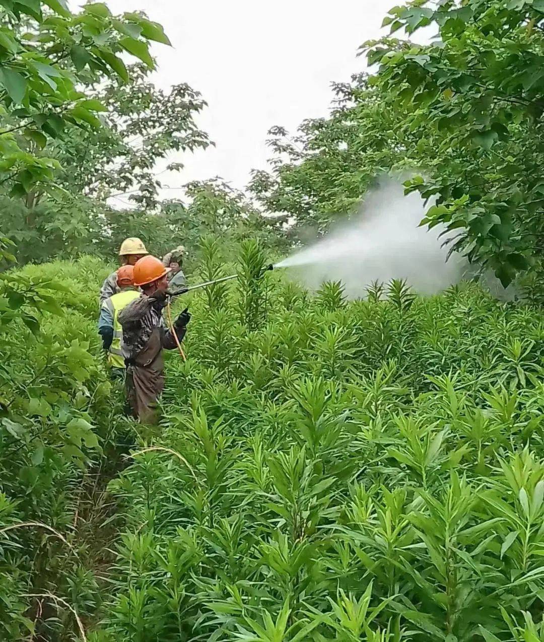 防控"加拿大一枝黄花" 共同守护生态安全