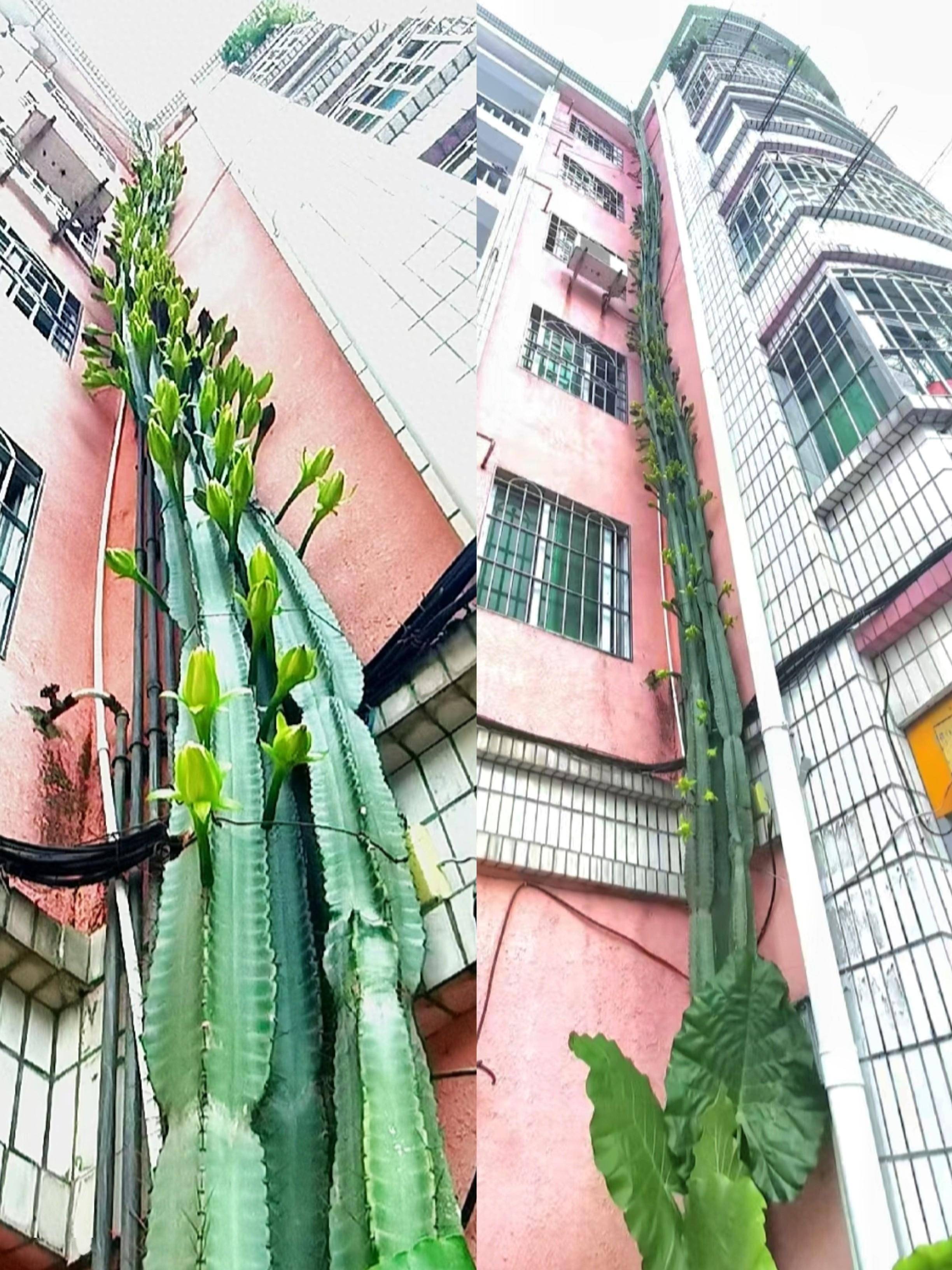 广东发现一株6层楼高的"量天尺",太牛了,网友说它真的在量天