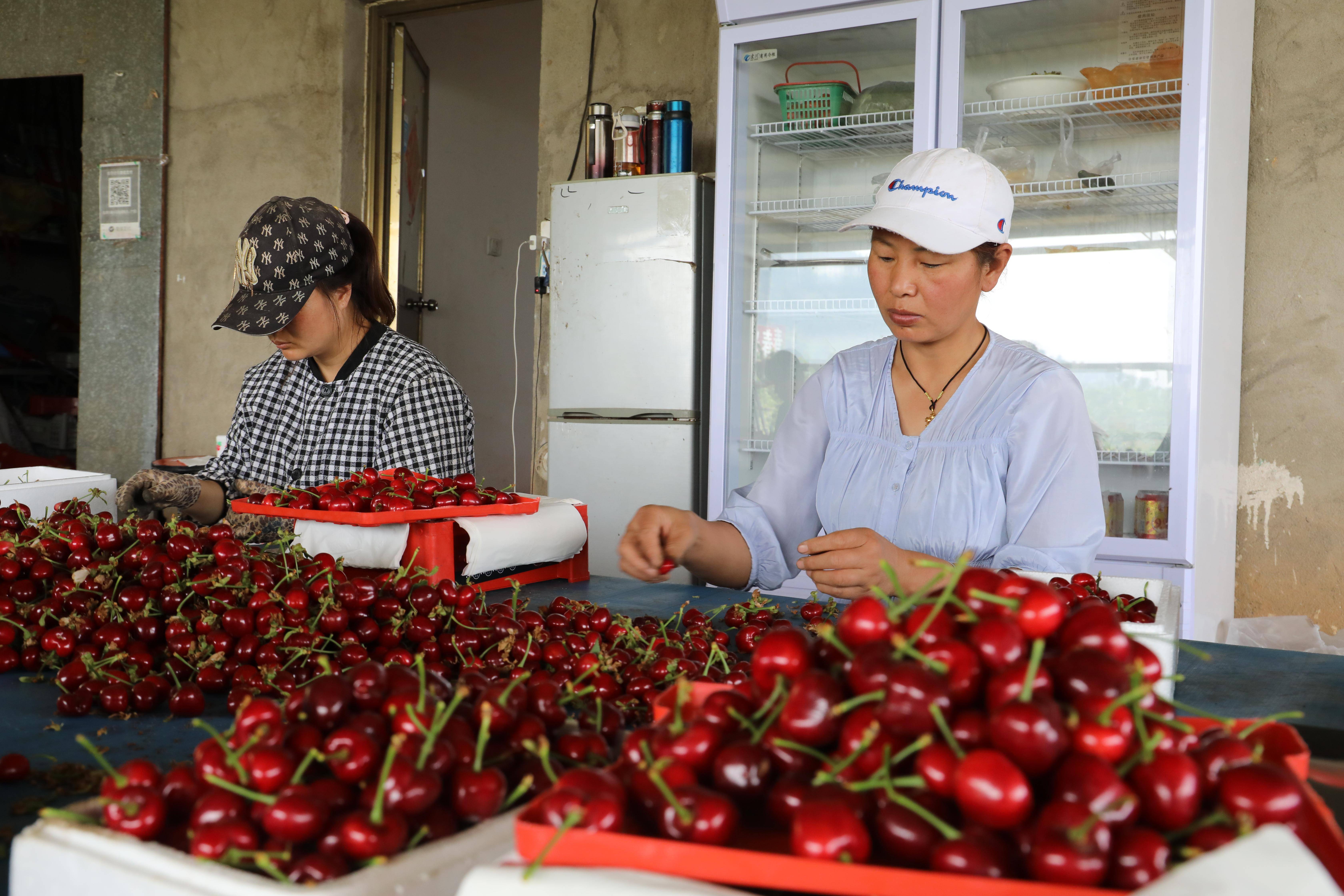 新发地"樱桃大王"返乡创业,小樱桃成为易县富民"大产业"