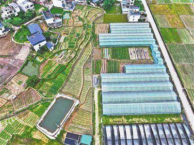 抢占高端市场 村民收入倍增