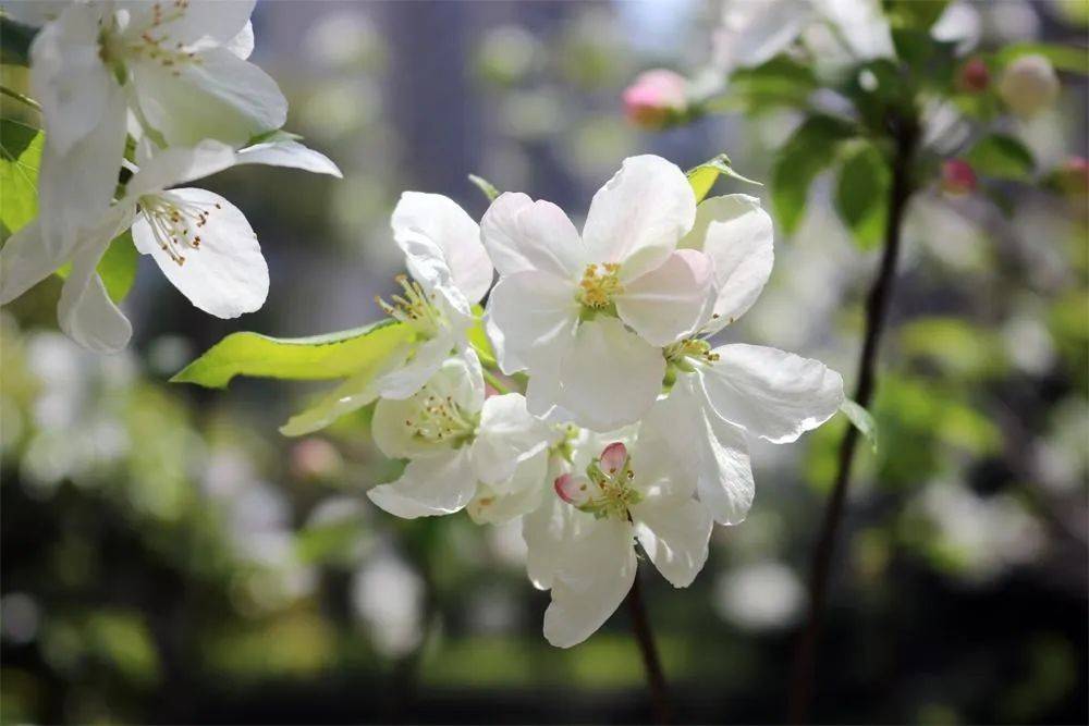 据说它的故事,不止在钱塘……_梨花_梨园_梨树