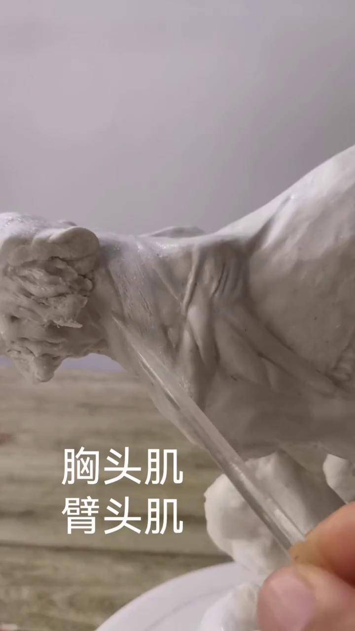 面塑老虎肌肉解剖面塑动物