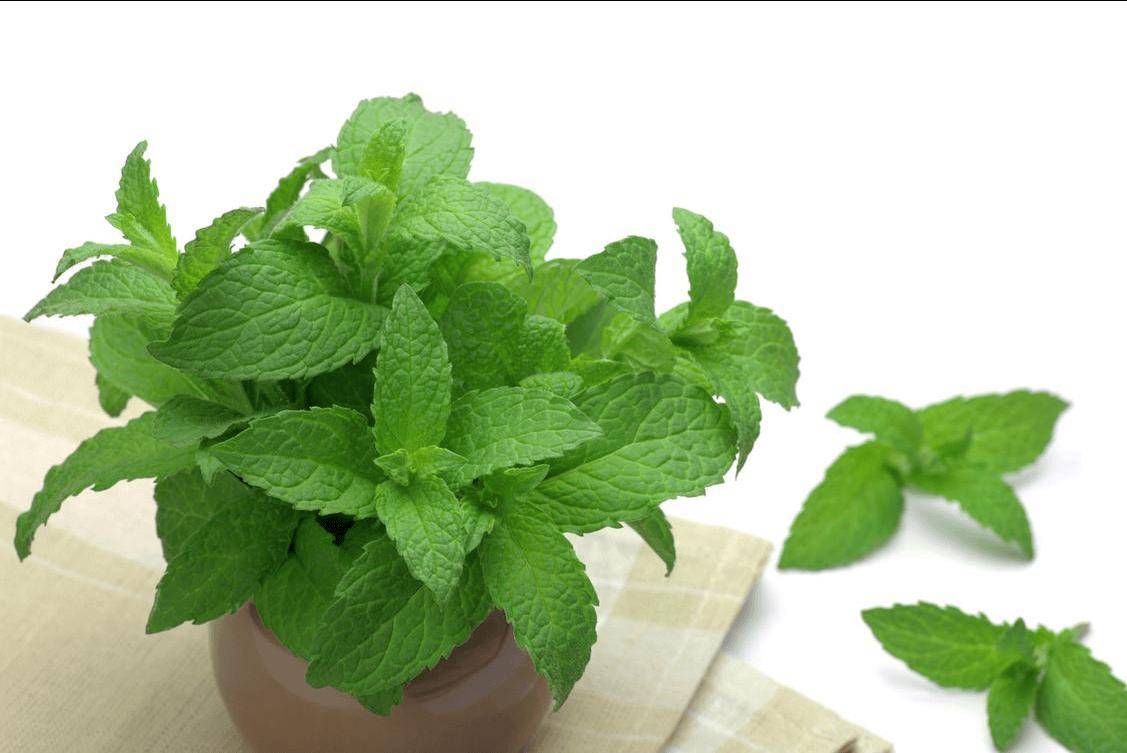 薄荷作为一种古老而广泛使用的草药,在全球范围内都有着不同的应用