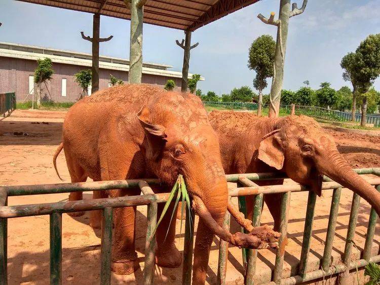 旅游景区坐落在平南县工业园,占地1300多亩,有酒文化生产体验,动物园
