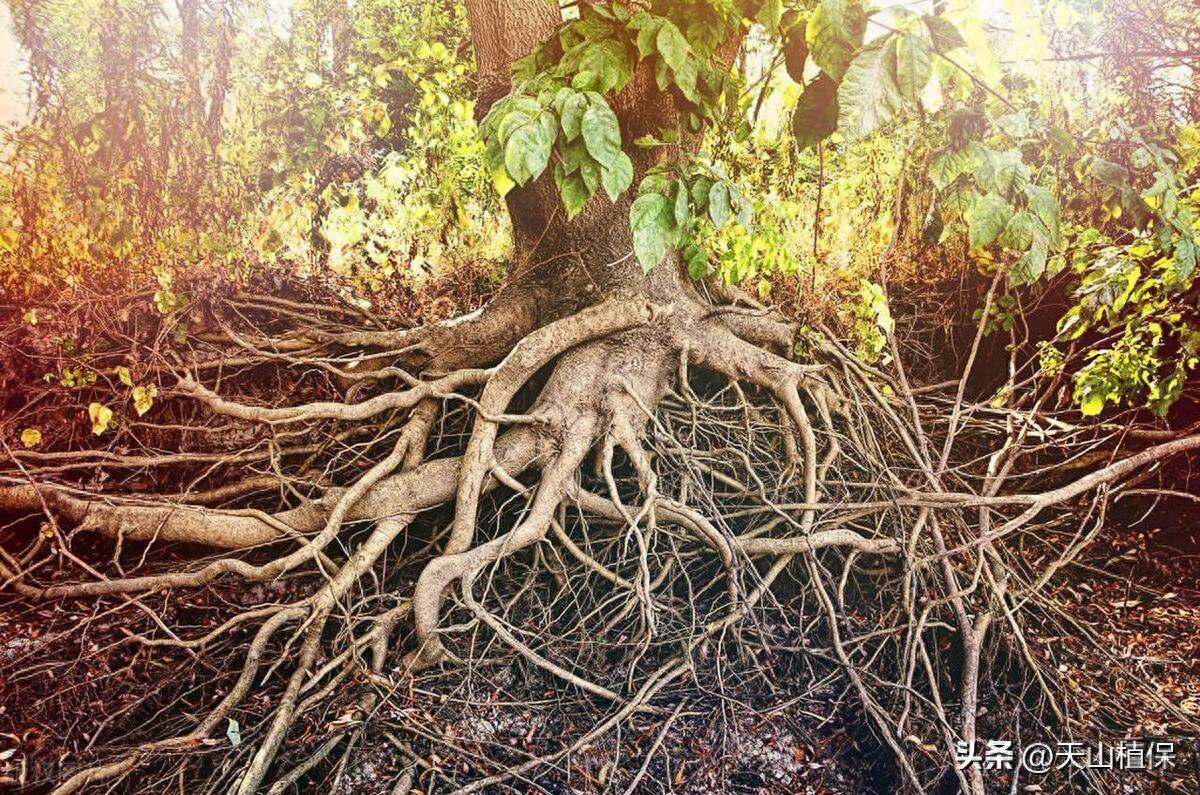 生根最快的土办法_植物_枝条_柳树枝
