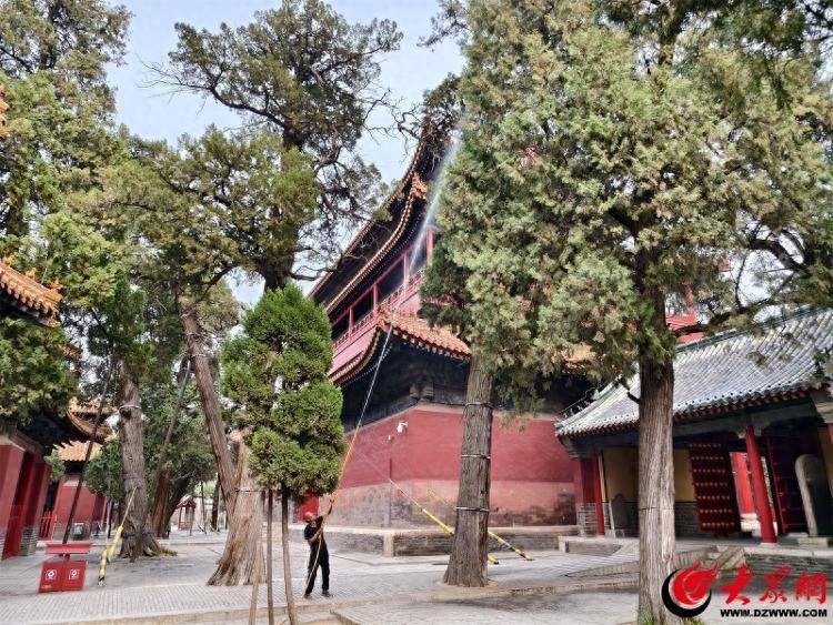 曲阜市文物局全力做好第一代美国白蛾地面防治工作
