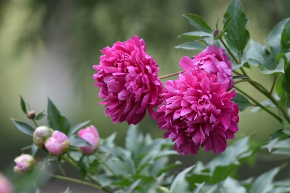 滨州市:满园芍药香_芬芳_公园_芳香