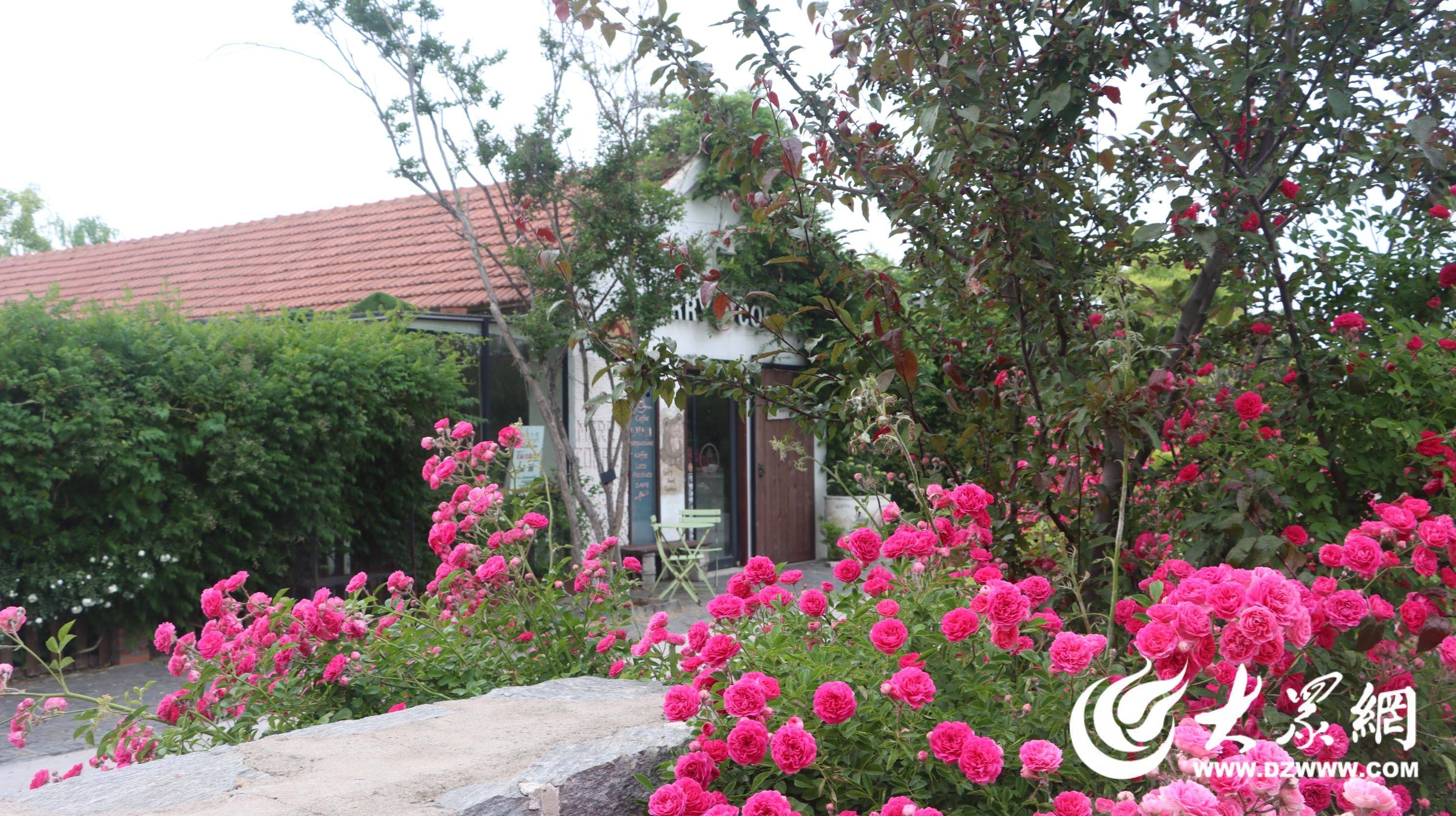 初夏时节 日照高新区河山镇春风十里蔷薇花盛开