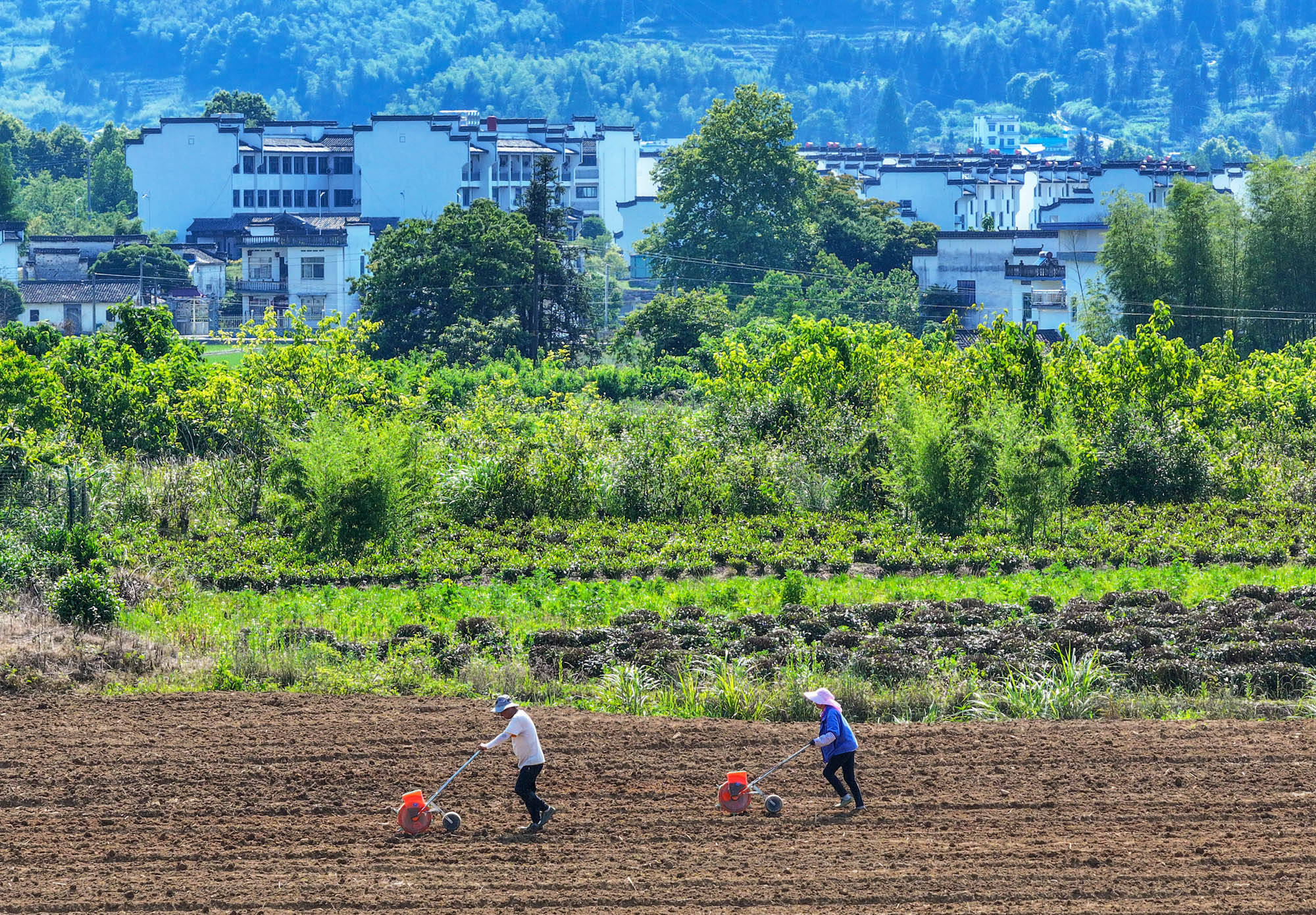 在田间干活的图片真实图片