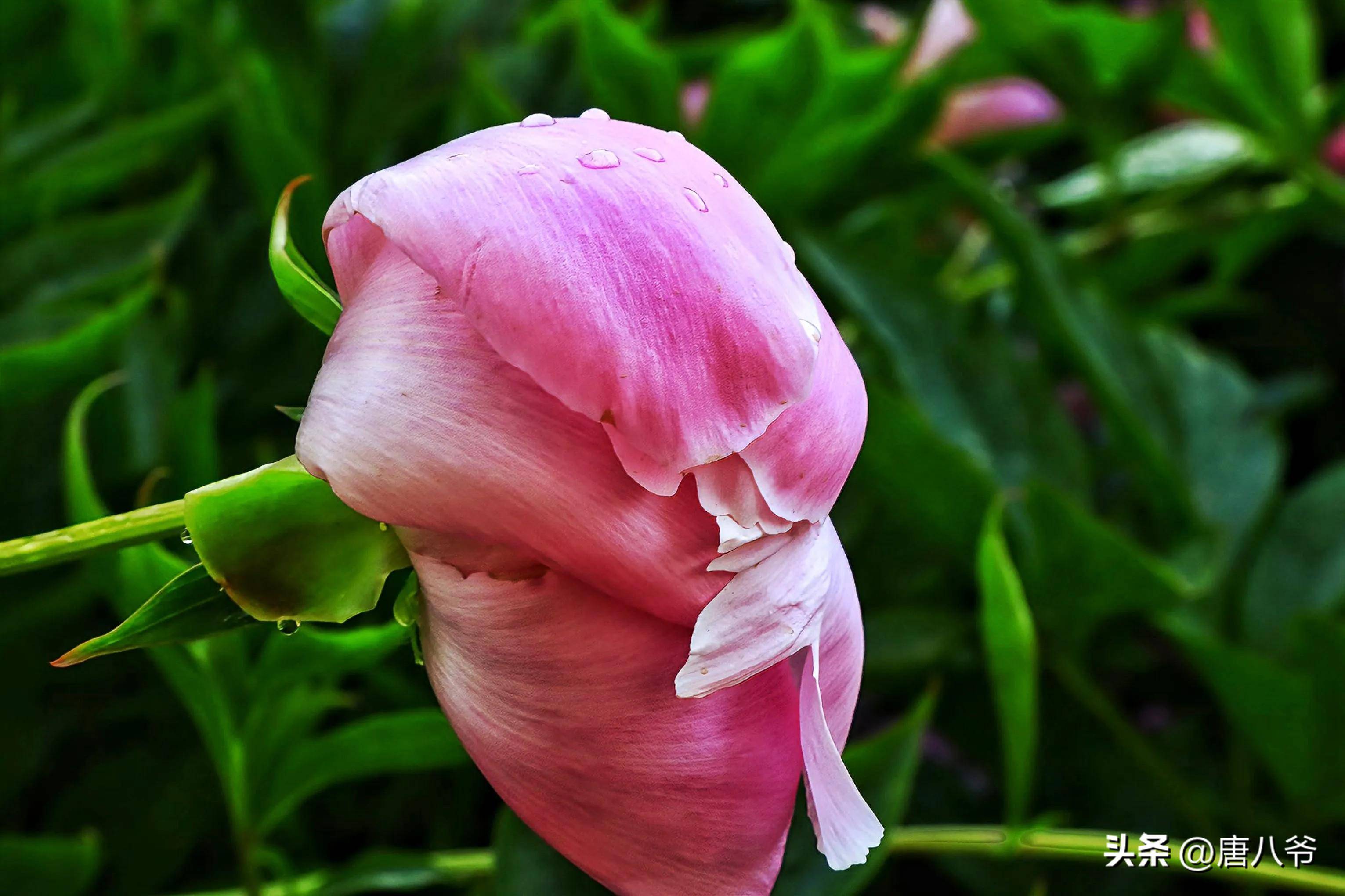 红花映绿叶,浓艳似霞彩,在春末夏初,芍药花开红红火火