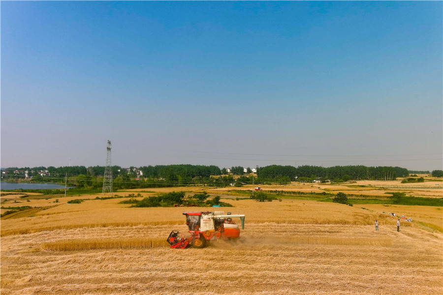 安徽五河:小麦开镰收割