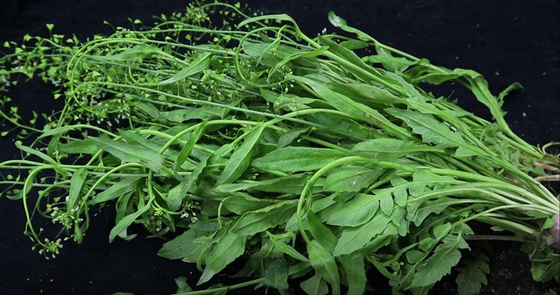 春天,宁愿不吃肉,也要用它煮鸡蛋,一周3次,平肝明目,防便秘